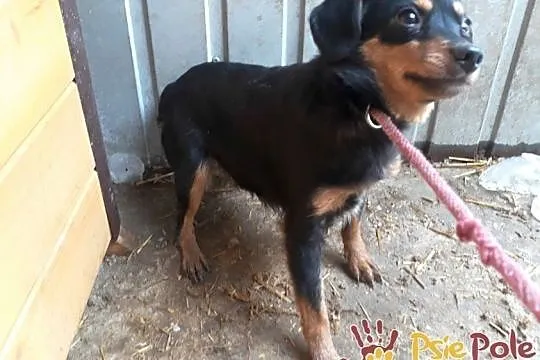MALAGA-śliczniutka, kochana, przestraszona mała sunia szuka domu, adopcja, Małopolskie, Kraków