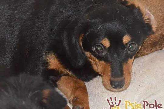 MALAGA-śliczniutka, kochana, przestraszona mała sunia szuka domu, adopcja, Małopolskie, Kraków