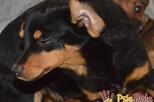 MALAGA-śliczniutka, kochana, przestraszona mała sunia szuka domu, adopcja, Małopolskie, Kraków