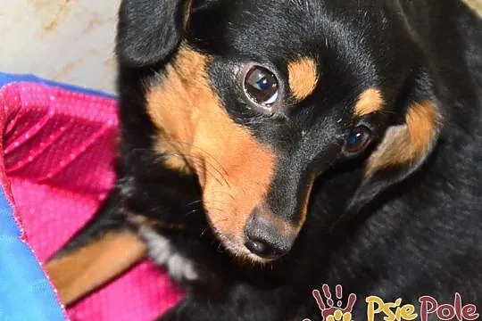 MALAGA-śliczniutka, kochana, przestraszona mała sunia szuka domu, adopcja, Małopolskie, Kraków