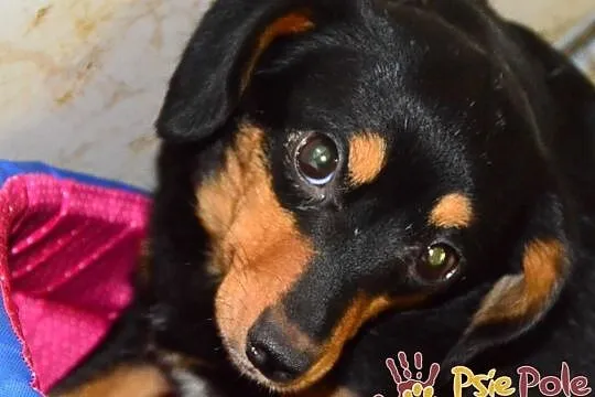 MALAGA-śliczniutka, kochana, przestraszona mała sunia szuka domu, adopcja, Małopolskie, Kraków