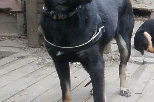 Alice cudowna sunia   ,  mazowieckie Warszawa