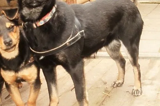 Alice cudowna sunia   ,  mazowieckie Warszawa