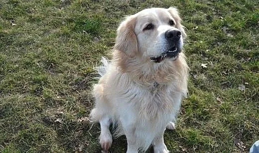 Golden Salik szuka odpowiedniego domu!, wielkopol
