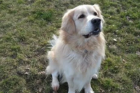 Golden Salik szuka odpowiedniego domu!,  wielkopol