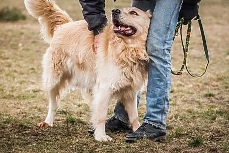Golden Salik szuka odpowiedniego domu!,  wielkopol