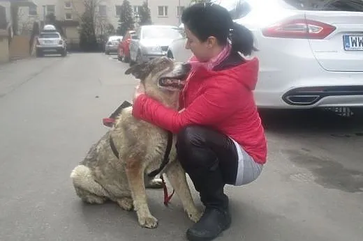 Niewidomy duży starszy pies Misio Bibi szuka domu,
