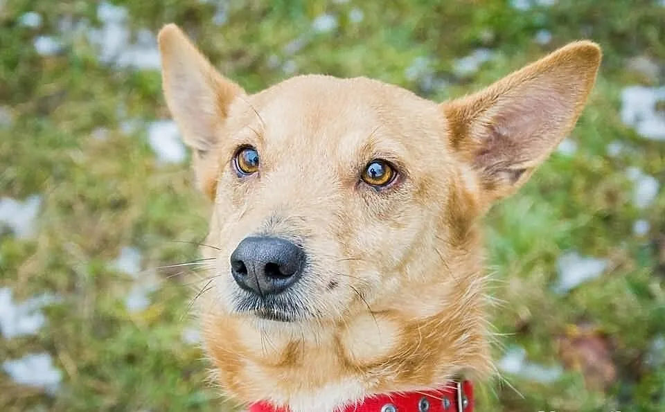 OTOZ Animals - SZORSTEK - kochany lecz zapomniany