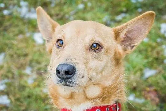 OTOZ Animals - SZORSTEK - kochany lecz zapomniany 