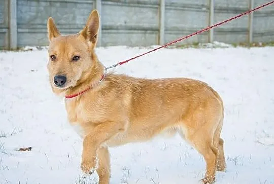 OTOZ Animals - SZORSTEK - kochany lecz zapomniany 