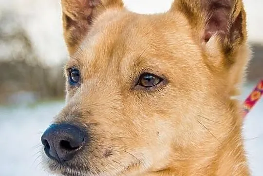 OTOZ Animals - SZORSTEK - kochany lecz zapomniany 