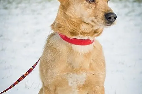 OTOZ Animals - SZORSTEK - kochany lecz zapomniany 