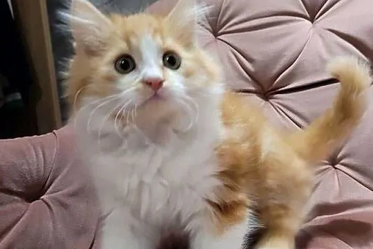Maine Coon