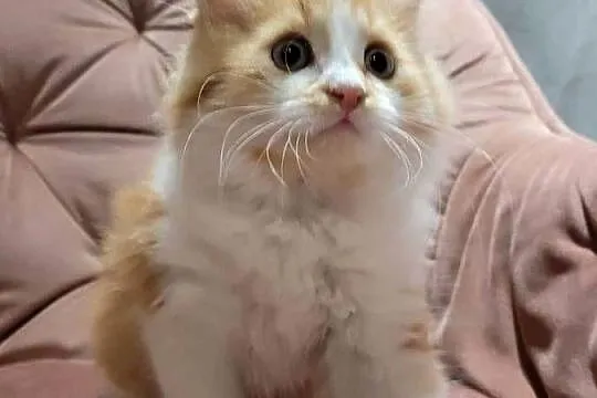 Maine Coon, Świętokrzyskie, Polesie Mikułowskie