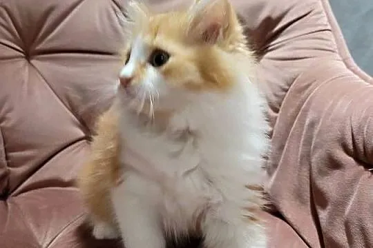 Maine Coon, Świętokrzyskie, Polesie Mikułowskie