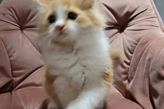 Maine Coon, Świętokrzyskie, Polesie Mikułowskie