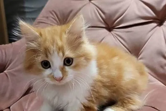 Maine Coon, Świętokrzyskie, Polesie Mikułowskie