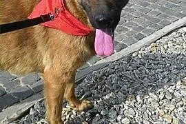 Logan skrzywdzony pies w typie owczarka belgijskie, cała Polska