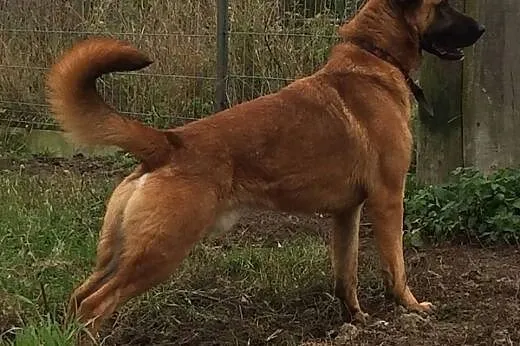 Logan skrzywdzony pies w typie owczarka belgijskie