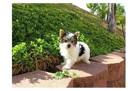 Yorkshire Terrier Boże Narodzenie, Laski Lubuskie