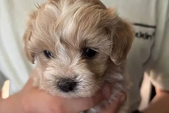 Maltipoo iniaturka do 1,5 kg F1