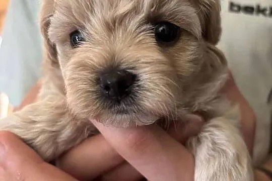 Maltipoo iniaturka do 1,5 kg F1, Śląskie, Częstochowa
