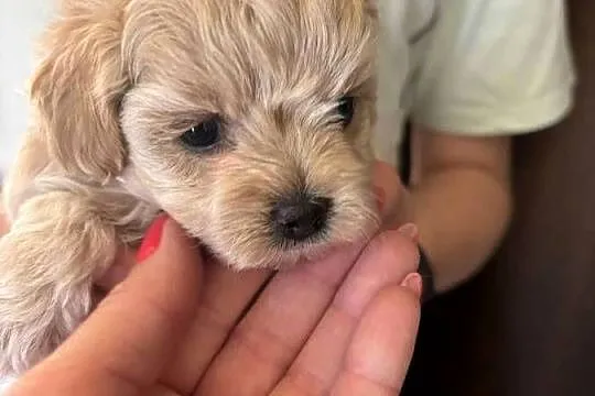 Maltipoo iniaturka do 1,5 kg F1, Śląskie, Częstochowa