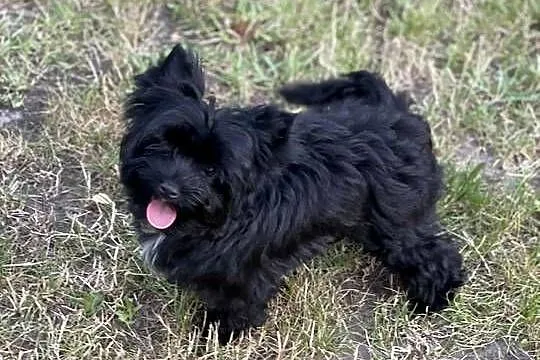 Piękny czarny York Yorkshire Yerrier po 3 szczepieniach., Dolnośląskie, Wrocław