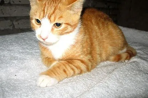 Rudy kocurek 4-5 miesieczny,adopcja!!,  świętokrzy
