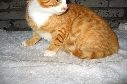 Rudy kocurek 4-5 miesieczny,adopcja!!,  świętokrzy