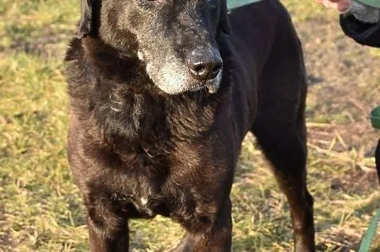 Psi senior Murzyn szuka domu, , Głogów