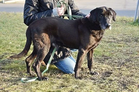 Psi senior Murzyn szuka domu, , Głogów