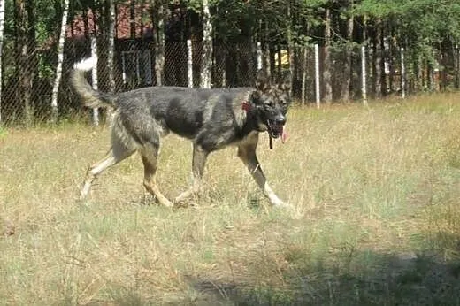 HUDINI- piękny, młodziutki SKARB szuka dobrego dom