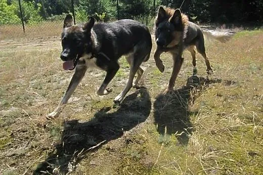 HUDINI- piękny, młodziutki SKARB szuka dobrego dom
