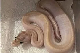 Python Królewski Ivory het Albino 66%