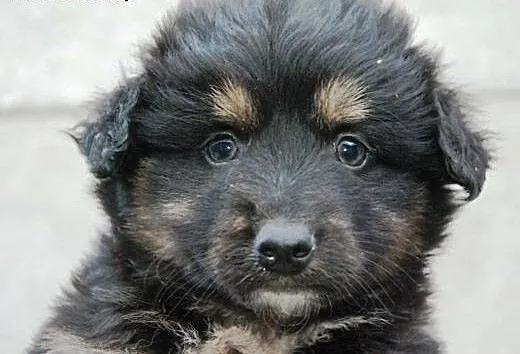 Radamer szczeniak piesek 7 tyg. ADOPCJA, małopols