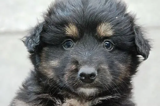 Radamer szczeniak piesek 7 tyg. ADOPCJA,  małopols