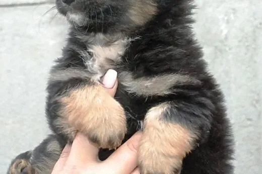 Radamer szczeniak piesek 7 tyg. ADOPCJA,  małopols