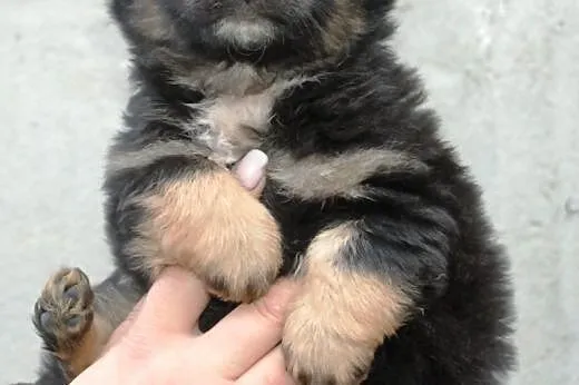 Radamer szczeniak piesek 7 tyg. ADOPCJA,  małopols
