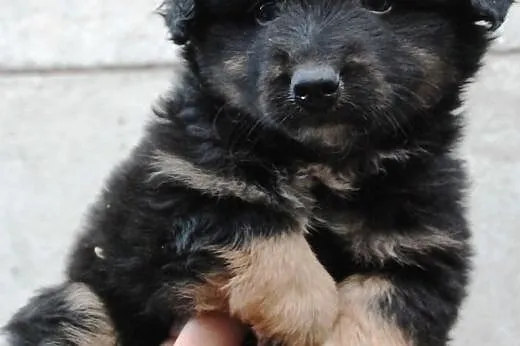 Radamer szczeniak piesek 7 tyg. ADOPCJA,  małopols