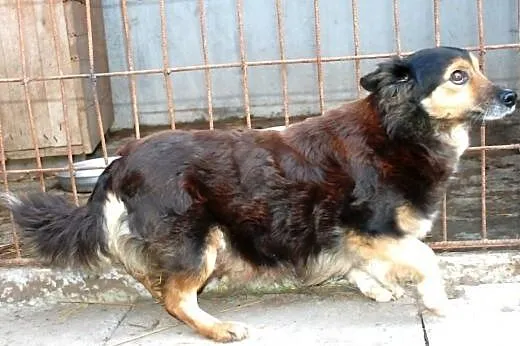 Radamer szczeniak piesek 7 tyg. ADOPCJA,  małopols