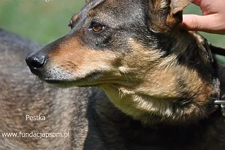 Pestka- słodka sunia z wielkim sercem!,  mazowieck