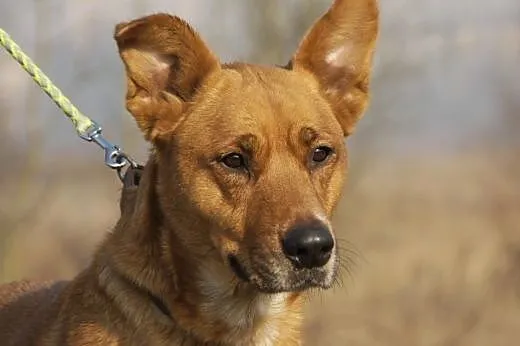 Miśka :) suczka, adopcja,  lubuskie Gorzów Wielkop