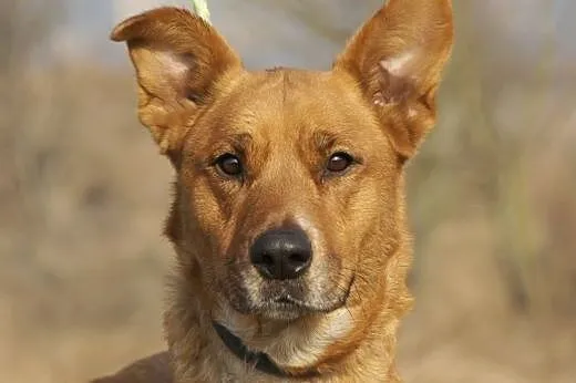 Miśka :) suczka, adopcja,  lubuskie Gorzów Wielkop