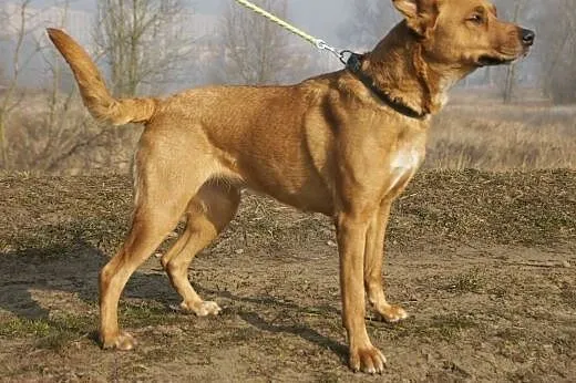 Miśka :) suczka, adopcja,  lubuskie Gorzów Wielkop