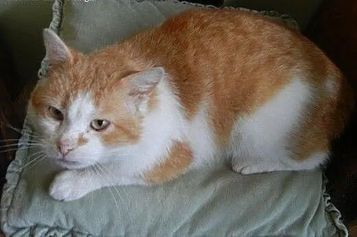 Okazały Basza do adopcji!!!, łódzkie Łódź
