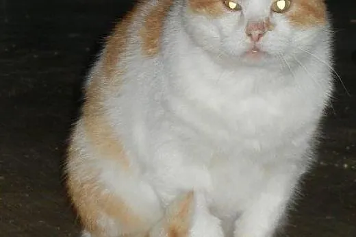 Okazały Basza do adopcji!!!,  łódzkie Łódź
