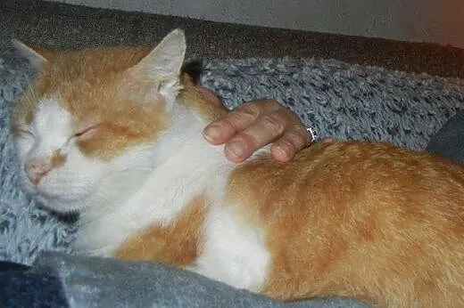 Okazały Basza do adopcji!!!,  łódzkie Łódź