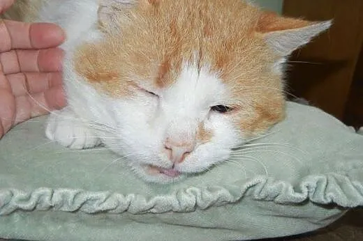 Okazały Basza do adopcji!!!,  łódzkie Łódź