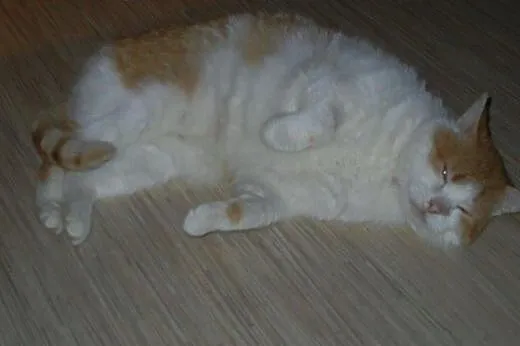 Okazały Basza do adopcji!!!,  łódzkie Łódź